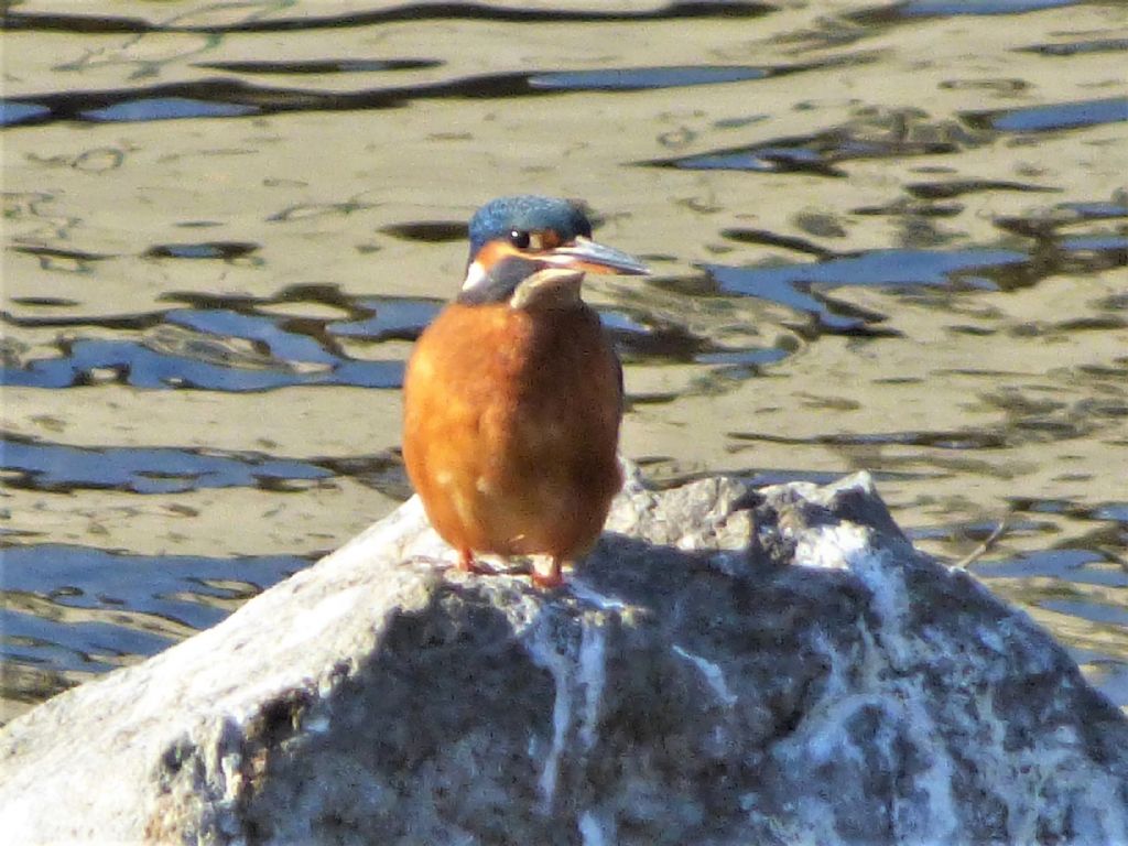 Martin pescatore (Alcedo atthis)